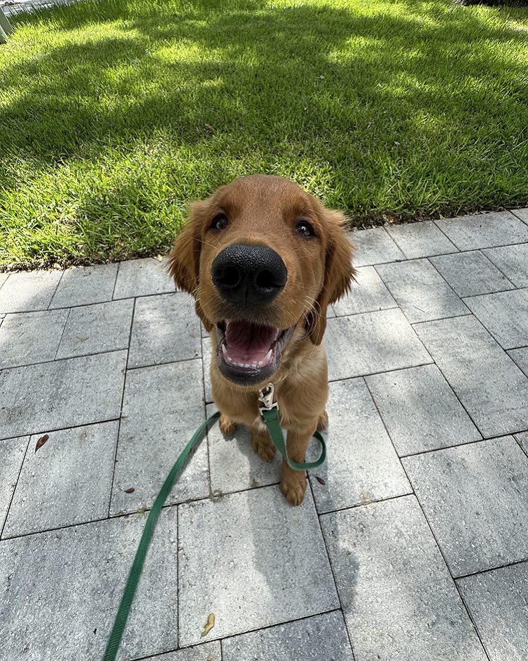 Puppy Training